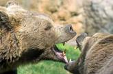 На румынской границе «патрулируют» большие медведи