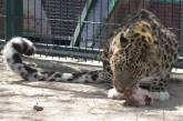 У зоопарку Миколаєва показали, як незвичним способом годують леопарда (фото)