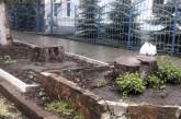 В центре Николаева спилили деревья: инспекторы ищут причастных