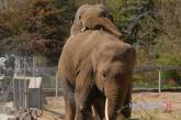 «Воркующие» слоны и грациозные фламинго: как в Николаевский зоопарк пришла весна (фоторепортаж)