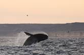 Полярники показали, как прыгают киты в Антарктиде
