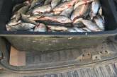 Торгував «забороненою» рибою: у Миколаєві судитимуть місцевого мешканця