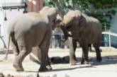 В николаевском зоопарке именинник — слон Шанти празднует 16-летие