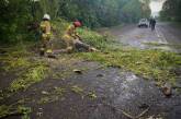 Непогода в Николаевской области: трассу завалило деревьями