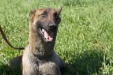 Работают 6 дней в неделю: собаки ищут мины в Николаевской области (видео)