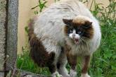 Бешенство в Николаевской области: нападают зараженные коты, собаки и нутрии