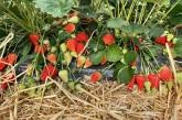 В Украине резко подорожала популярная ягода