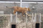 У Миколаївському зоопарку родина левів святкує День народження: городян запрошують приєднатися
