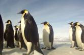 Украина выделила 64 млн гривен на изучение пингвинов 