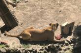 В Николаевском зоопарке за 50 лет родились 144 львенка