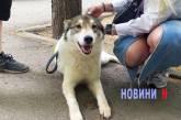 В Николаеве проходит выставка бездомных животных: где можно взять себе питомца