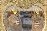 В Николаевском зоопарке отметили день рождения львов Ланка и Лолы