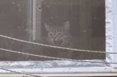 В Одесі патрульні подбали про кішку Бусю, яку господарі надовго залишили одну у квартирі без їжі (відео)