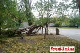 На жителей Николаева падают деревья. Будьте осторожны!