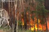 На Харківщині гасять дев'ять лісових пожеж