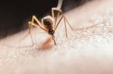 Через комарів, які переносять страшну хворобу, в Гондурасі оголосили надзвичайний стан