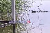 На реках Николаева у водоплавающих птиц появилось потомство (видео)