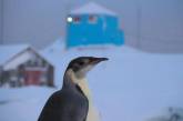 Українських полярників відвідав найбільший у світі пінгвін