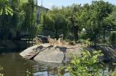 У Миколаївському зоопарку поповнення у пеліканів: перші фото пташенят