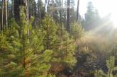 У Миколаївській області хочуть повернути державі лісові землі вартістю 361 млн. грн.