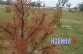 Скандал із соснами у Миколаєві: усі пафосно висаджені дерева остаточно засохли