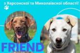 У Миколаєві пройде виставка тварин, врятованих у Миколаївській та Херсонській областях