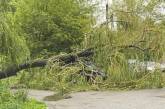 Львов накрыла мощная гроза: повалено более 100 деревьев, частично не курсирует электротранспорт