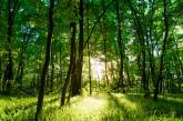 У Миколаївській області землі лісу за 80,7 млн. незаконно передали для вирощування врожаю
