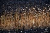 На Миколаївщині рятувальники запобігли знищенню 11 гектарів пшениці