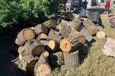 На Миколаївщині зловили «чорних лісорубів»: їм загрожує до 7 років ув'язнення