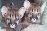 Бэби-бум: в Николаевском зоопарке показали котят пумы, рыси и сервалов (фото)