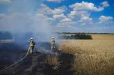 В Николаевской области сгорело 4 га пшеницы
