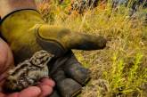 Миколаївські надзвичайники врятували пташеня фазана: інші загинули від вогню
