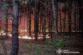 В Николаевской области с вечера горит лес (фото)