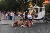 Во Львове запретили использование конных карет: в центре города лошадь упала в обморок (видео)