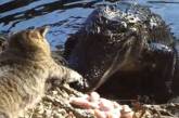 Одесский зоопарк официально заявляет: бездомными кошками крокодилов не кормим