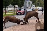 В Польше в центре города посреди людной улицы сцепились два оленя (видео)