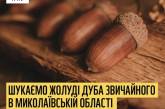 Світовий фонд природи має намір відновлювати ліс у Миколаївській області — шукають жолуді