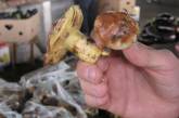 Из-за отравления грибами в Николаевской области с начала сезона 46 человек пострадало и 6 погибло 