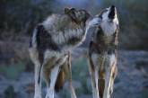 Семью волков в национальном парке "Белобережье Святослава" уничтожать не будут