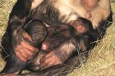 В Николаевском зоопарке прибавление: у шимпанзе родился детеныш