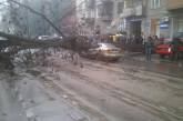 В Одессе аварийное дерево упало на автомобиль: серьезно травмирован водитель