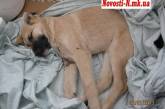 Несмотря на все усилия ветеринара и добрых людей, отравленный в Соляных щенок скончался в страшных муках ВИДЕО 18+