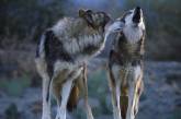 Защитники волков на Кинбурнской косе утверждают, что травля диких животных кому-то может быть выгодна