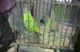В Николаеве  у гражданина Индонезии нашли конрабандных попугаев