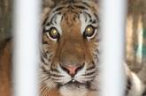 В Одесском зоопарке тигр покалечил пьяного посетителя
