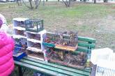 Николаевские экоинспекторы выпустили на волю птиц, которых хотели незаконно продать. ФОТО. ВИДЕО