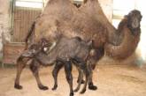 В Николаевском зоопарке пополнение: родились верблюжонок и птенцы эму