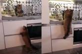 «Воздушный кусь»: Кошка показала брату трюк с полётом (ВИДЕО)