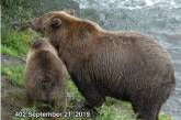 На Аляске нашли самого «упитанного» медведя (ФОТО)